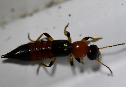 Réf. 268 511 : Paederus littoralis